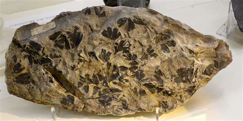 Louisville Fossils and Beyond: Gingko huttoni Plant Fossil