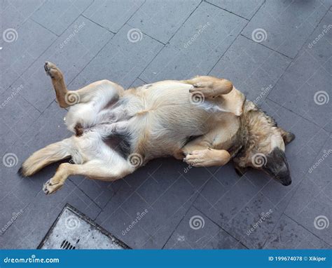 Sweet Public Dog Sleeping Funny Style Stock Photo - Image of public, mammal: 199674078