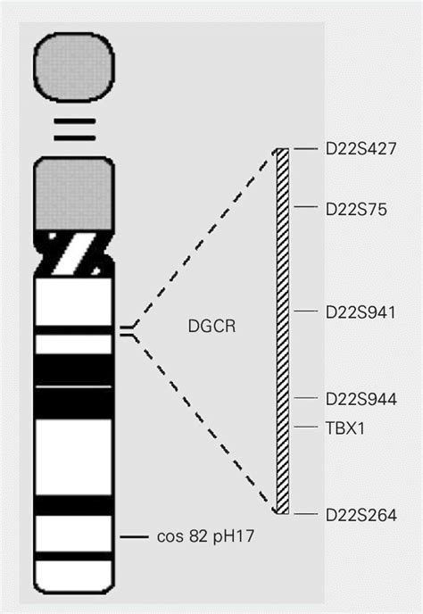 Chromosome 22