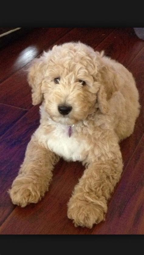 Big labradoodle puppy | Labradoodle, Labradoodle puppy, Cool pets