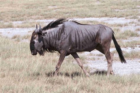 And I Think to Myself...What A Wonderful World.: Creature Feature: Wildebeest.