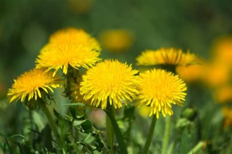 Make a Rubber Band from a Dandelion - DISCOVERY, INFORMATION & GUIDANCE for Kids