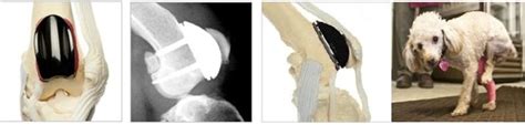 Medial Luxating Patella Repair - Advanced Veterinary Care