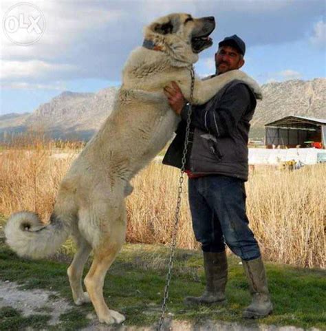 The size of this dog breed. Turkish Kangals, bred for defending ...