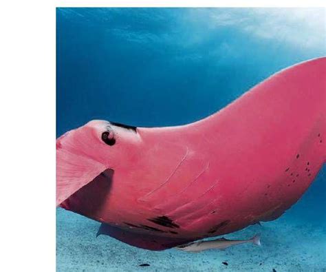 Why Is This Manta Ray Pink? - BBC Wildlife Magazine | Scribd