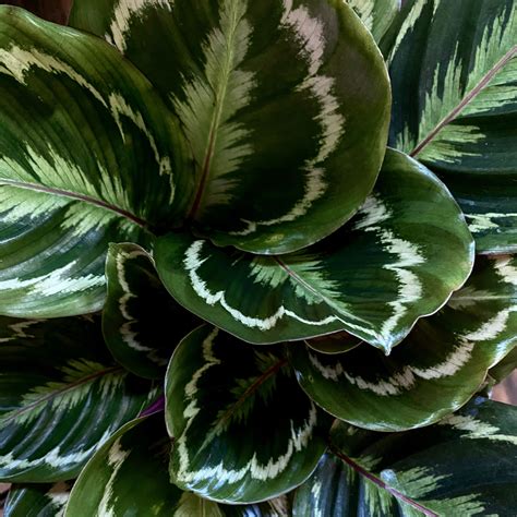 Calatheas are among the most beautiful indoor plants to have. Their foliage is captivating ...