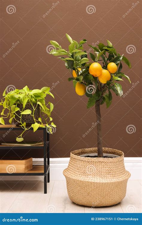 Simple Room Interior with Small Potted Lemon Tree and Console Table ...