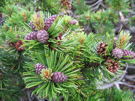 Dwarf mountain pine (Pinus mugo) - growing guides