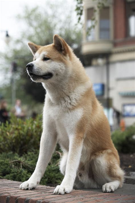 Hachi: A Dog's Tale | Cute dogs, Akita dog, Japanese dogs