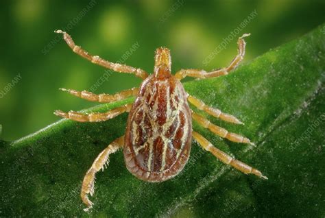 Male Gulf Coast tick - Stock Image - C007/0313 - Science Photo Library