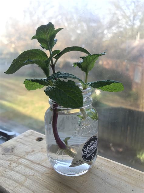 Propagating in style: chocolate mint, peppermint, sweet mint : r/gardening