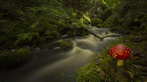 Why are Trees Important for Biodiversity? - Woodland Trust