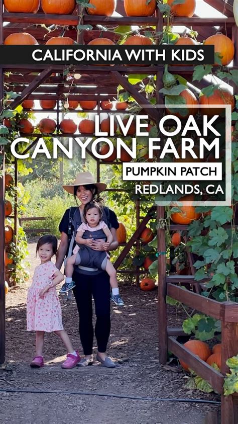 Live Oak Canyon Pumpkin Patch 2022 | Califoreigners