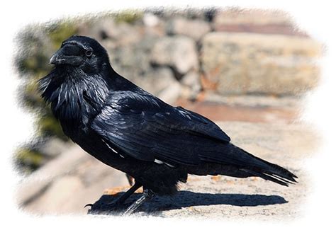 Birds of Yellowstone National Park ~ Yellowstone Up Close and Personal