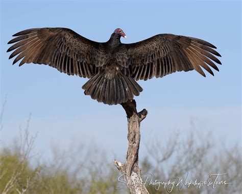 Turkey Vulture with wings open - Shetzers Photography