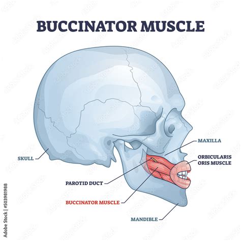 Buccinator muscle with human major facial and chin bones outline diagram. Labeled educational ...