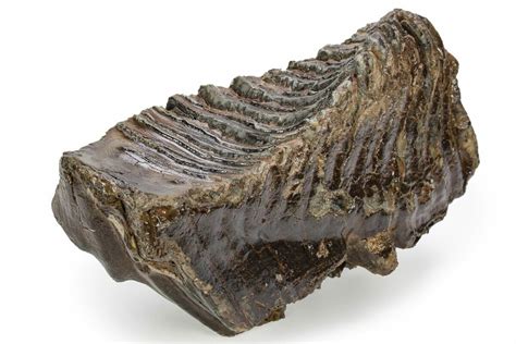 9.4" Fossil Woolly Mammoth Lower M3 Molar - Siberia (#238762) For Sale ...