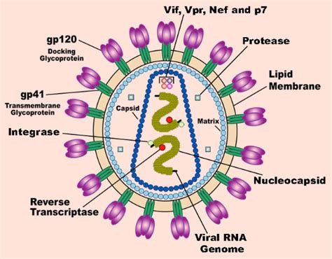 Scientists Identify Two Genes that ‘Shut Down’ HIV-1 Virus | Sci.News