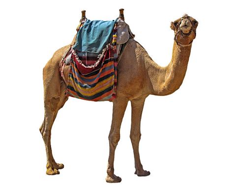 2,500+ Camel Saddles Stock Photos, Pictures & Royalty-Free Images - iStock