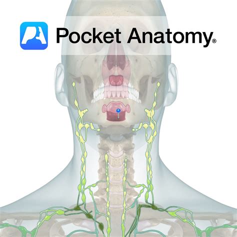 Lingual Tonsils - Pocket Anatomy