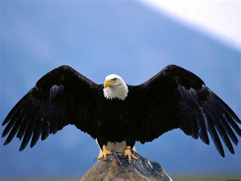 Free Eagles Wallpapers - Wallpaper Cave