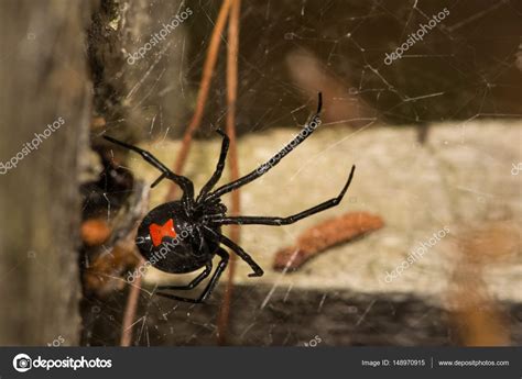 Black Widow Spider Stock Photo by ©Ondreicka1010 148970915