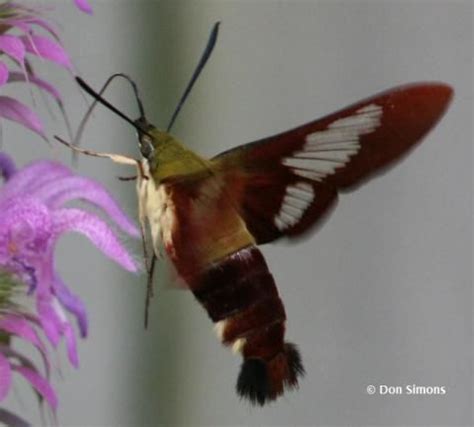 39 best images about Hummingbird moth/sphinx moth on Pinterest | Baby ...