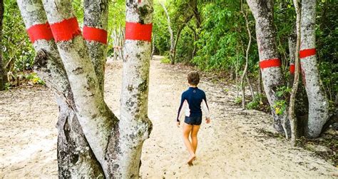 Why The Manchineel Tree Is The Deadliest In The World