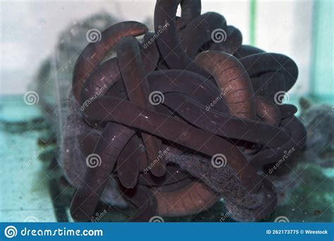 Aggregation of Aquatic Caecilians, Typhlonectes Compressicauda Stock ...