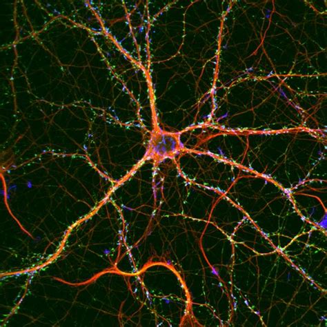 Optogenetics - 89 North