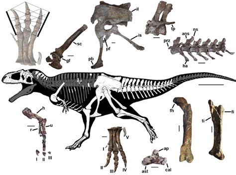 Yutyrannus Skeleton