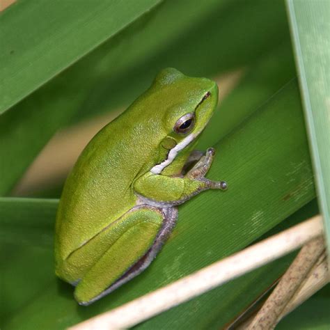 Australian green tree frog by xjames7 on DeviantArt