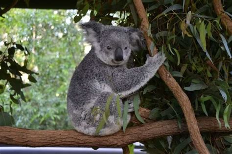 Zoos In Brisbane: 4 Animal Havens That Will Charm You