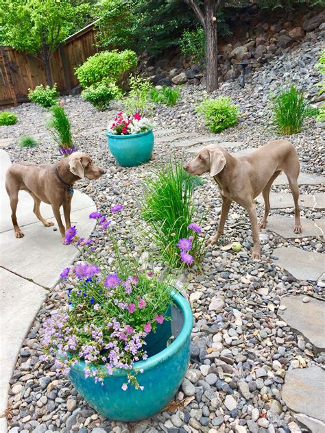 Dogs in dogs’ backyard | Dog friendly backyard, Dog backyard, Xeriscape landscaping