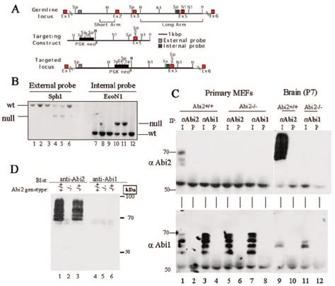 Generation of Abi2-deficient mice. (A) Targeted disruption of the abi2 ...