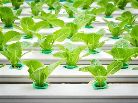 How to Grow Hydroponics for Beginners - Best Hydroponic System