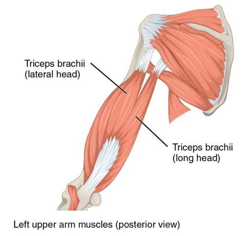 Best Tricep Stretches For The Gym To Avoid Injury - Grow That Muscle ...