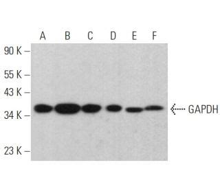 GAPDH 항체 (H-12) | SCBT - Santa Cruz Biotechnology