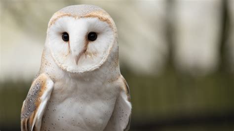 Nest box camera reveals secret life of barn owls on Dorset farm | News ...