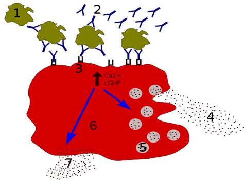 Fc receptor - Wikipedia