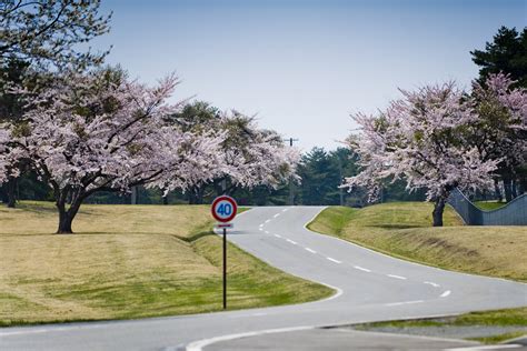 Cherry blossoms in bloom around Misawa > Misawa Air Base > Article Display