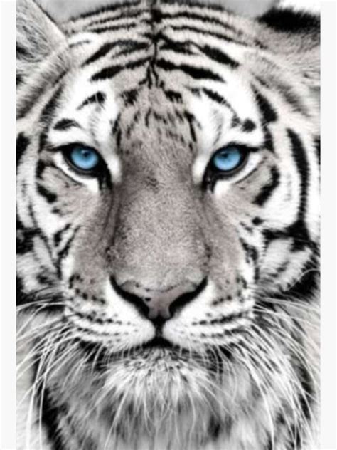 Real White Tiger With Blue Eyes | ubicaciondepersonas.cdmx.gob.mx