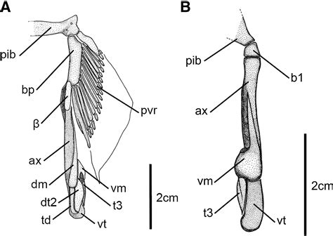 Clasper Morphology of the Japanese Sawshark, Pristiophorus japonicus ...