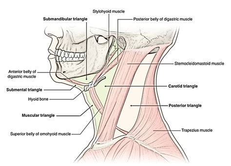 Suprahyoid and Infrahyoid Muscles of the Neck – Earth's Lab