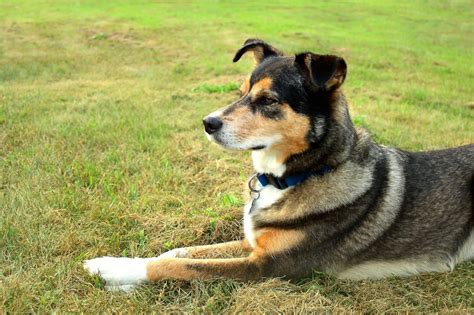 The Shollie - Border Collie German Shepherd Mix - Animal Corner