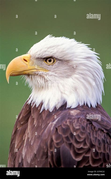 Bald Eagle, side view, Haliaeetus leucocephalus Stock Photo - Alamy