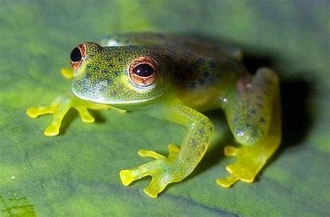 Glass Frogs 101: Transparent Wonders of the Rainforest