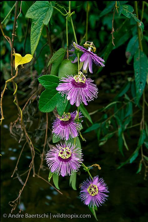 Blossoms of a sleder passion flower vine | WILDTROPIX | ANDRE BAERTSCHI