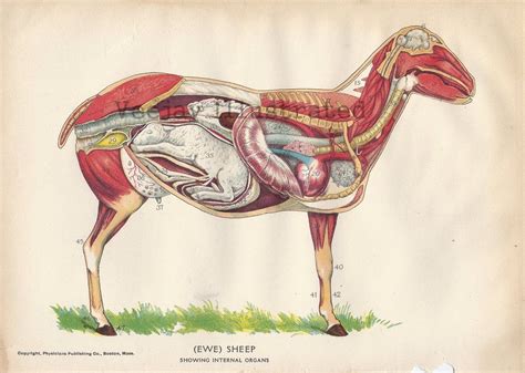 lamb anatomy - Google Search | Ewe sheep, Sheep, Animal science