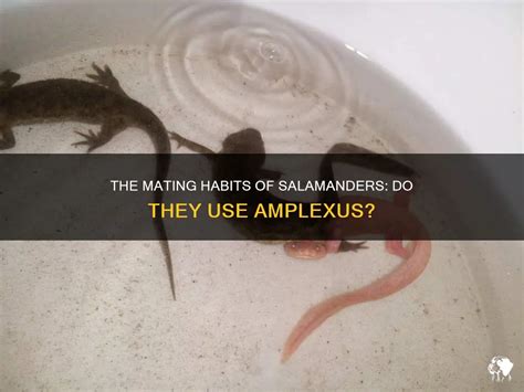 The Mating Habits Of Salamanders: Do They Use Amplexus? | PetShun